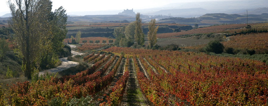 El V Centenario del ‘Camino Ignaciano’ peregrina por Rioja Alavesa